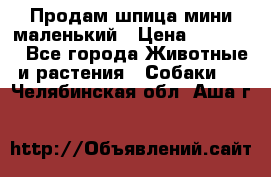 Продам шпица мини маленький › Цена ­ 15 000 - Все города Животные и растения » Собаки   . Челябинская обл.,Аша г.